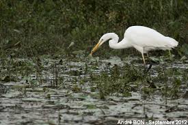 Aigrette blanche près de l’eau