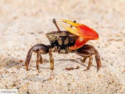 Crabe violoniste avec une grosse pince