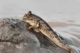 Gobie sauteur sur la vase